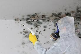 Olean, NY Mold Prevention & Removal  Company